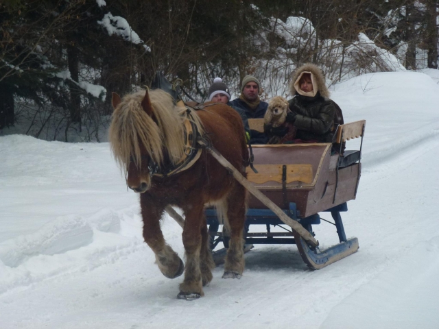 Horse sleigh ride in the Jura 