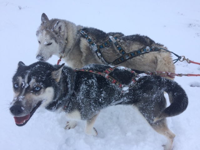  Los perros guía