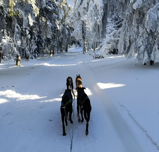 p-81779-enolasleddogs-1676100884-3035676702436158486-36758265552-resultat1758625926_17586260202847.jpg
