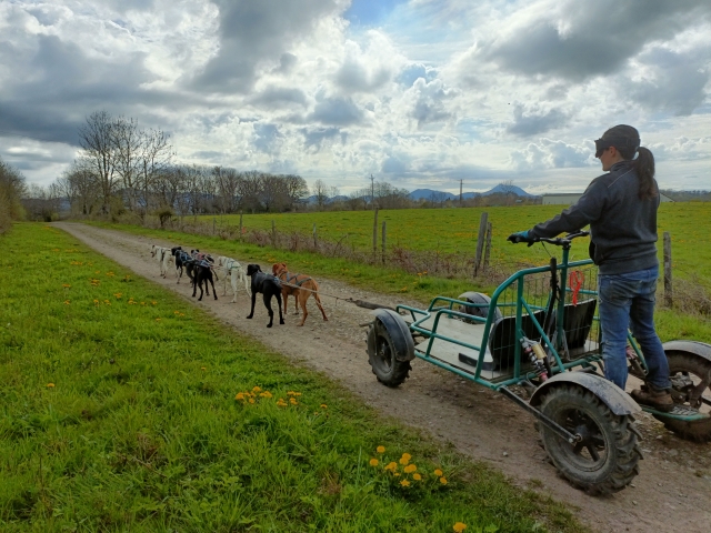 Drive a dog sled at the Chaîne des 