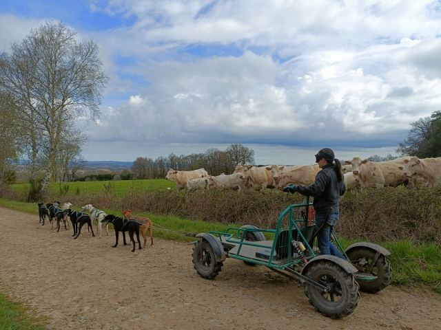  Dogs pull a sled in Bromont Lamothe 