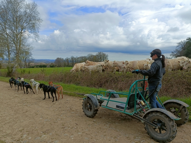  First time driving a kart with dogs 