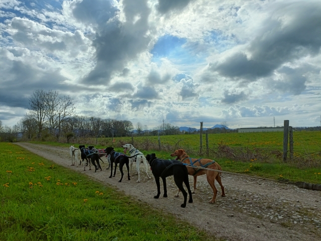 Aproveite uma experiência canina em Puy-de-Dôme 