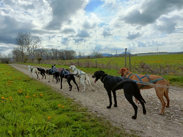  Caminhe com cães em Bromont Lamothe 
