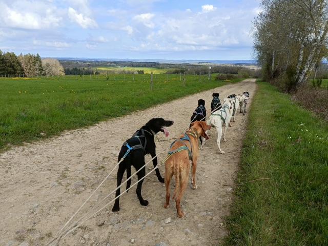  Aprenda a dominar os cães TUS 