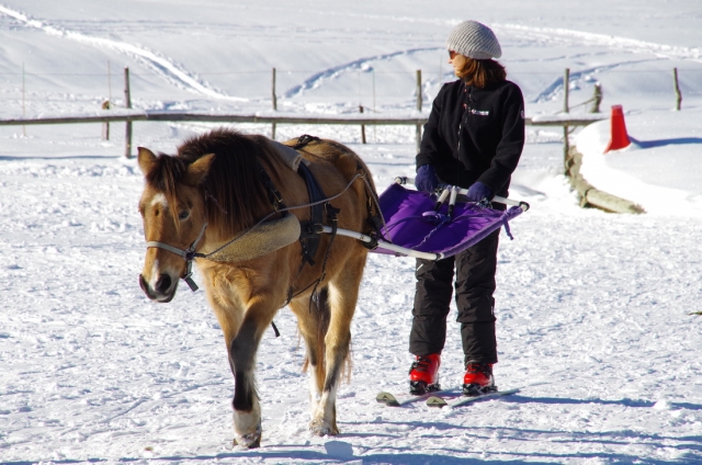  Einführung in das Ski-Joëring in Savoyen 