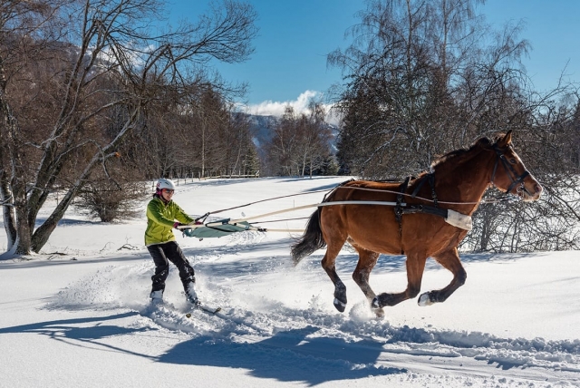  Adrenalinkick beim Ski-Joëring 