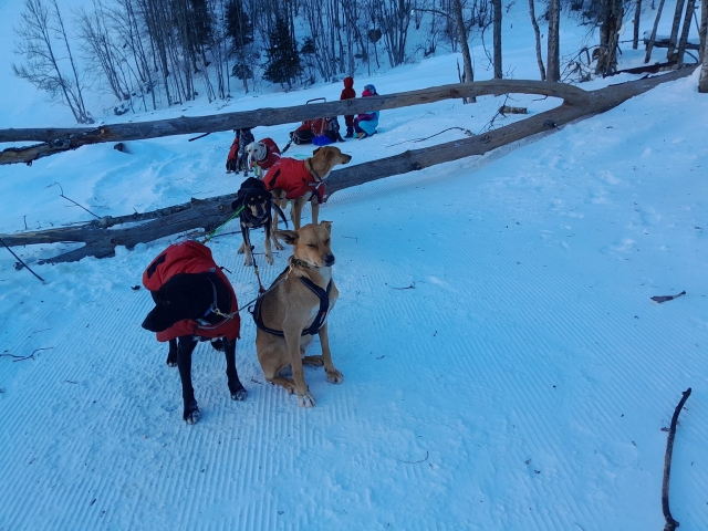  The pack 