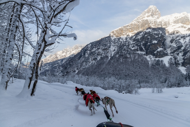La resistenza dei cani 