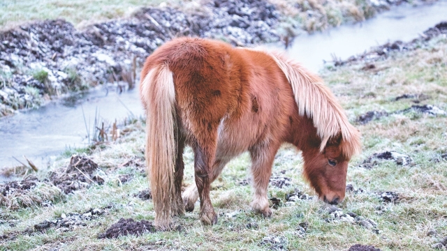  Ruhe für unser Pony 