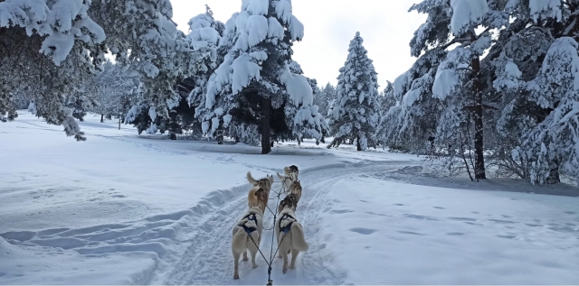  Baptism of mushing in progress! 