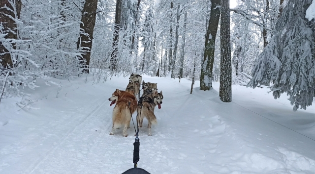  In the middle of the Haut-Alpine woods 