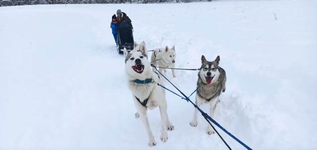  Our northern dogs are waiting for you! 