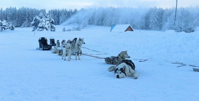  Little break for our canines