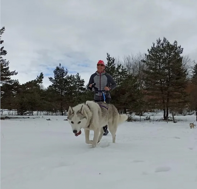  Trainato da un cane nordico
