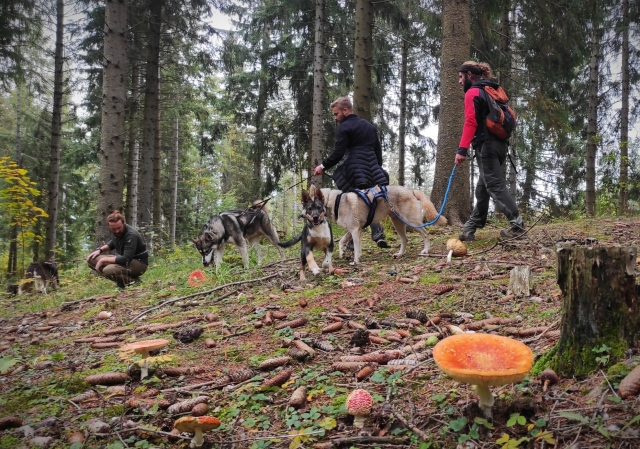  Cani -caminata en los Altos Alpes en otoño 