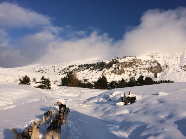  Mushing afternoon 