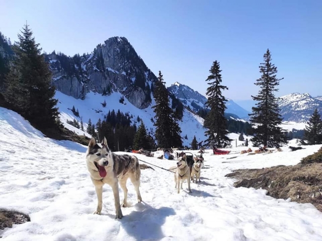  Baptism of mushing in the Hautes-Alpes 