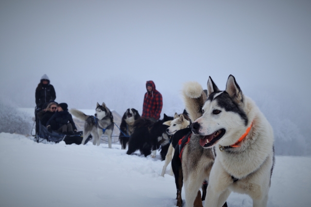  Si parte per il battesimo del mushing 