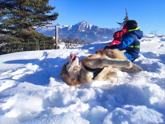  Il nostro husky si diverte con i bambini
