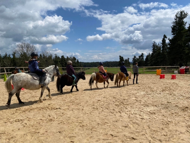 Paddock-Tour zu Pferd und Pony 