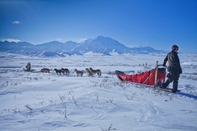  With an expert musher 