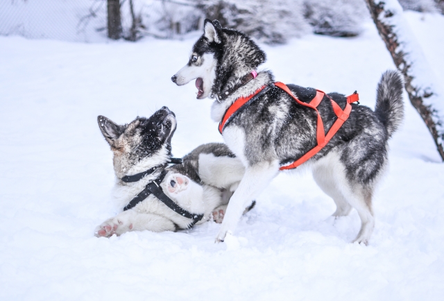  Our little canines have fun together 