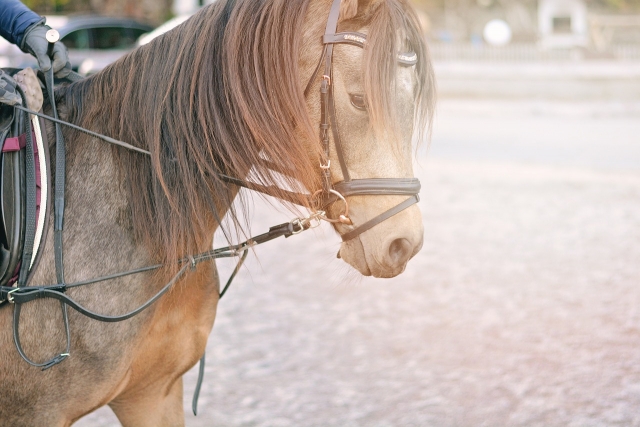  Unser Pferd ist bereit für den Ausritt 