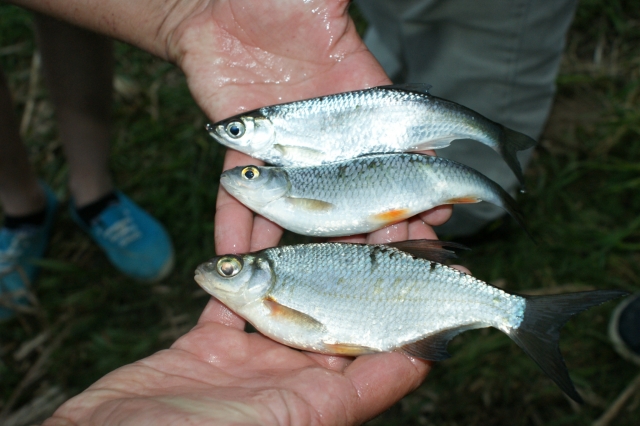  Risultato della sessione di pesca 