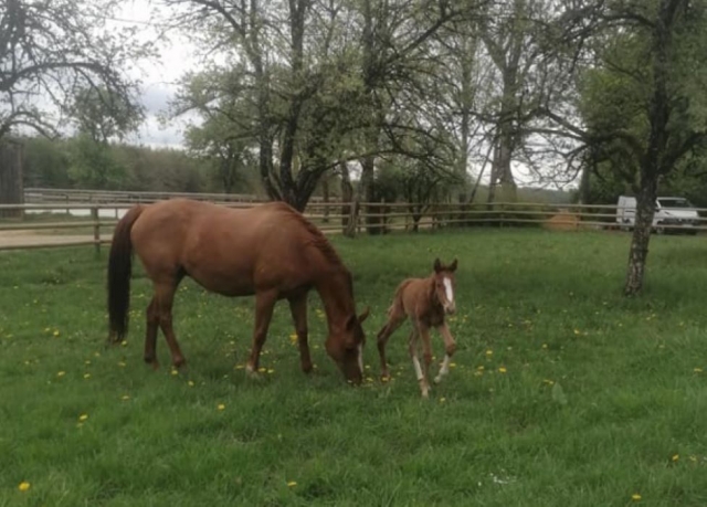  Our horses and ponies in the meadow 