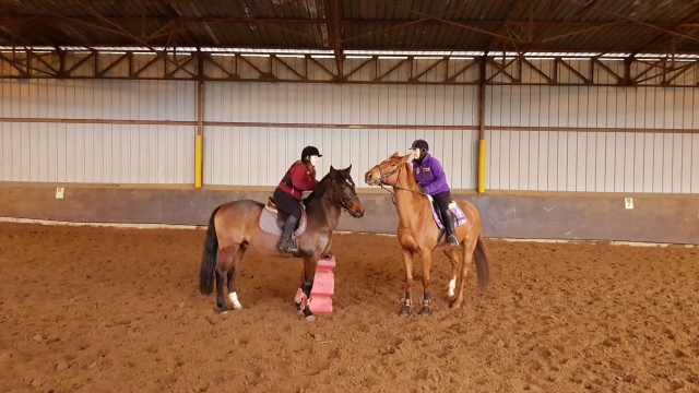 Découvrez les bases de l'équitation