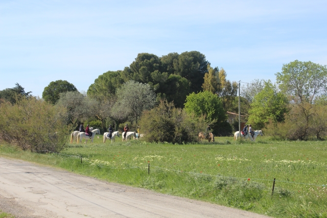  Pausa gourmet per i cavalli 