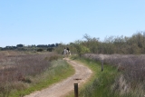 Balade à cheval 1h00 à Villeneuve-lès-Maguelone