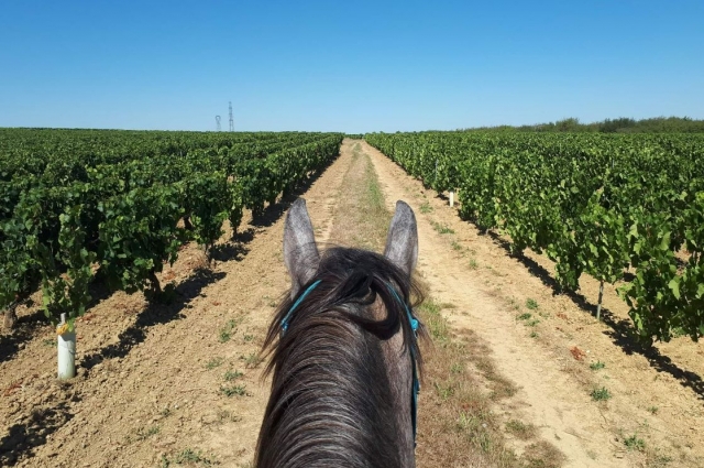  Paseo por los viñedos de la finca Chablis