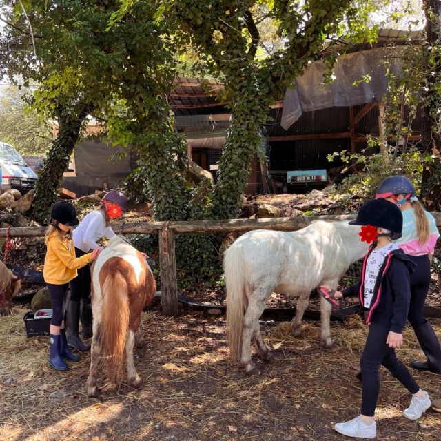  Ponys und Pferde in einem Moment der Pause 