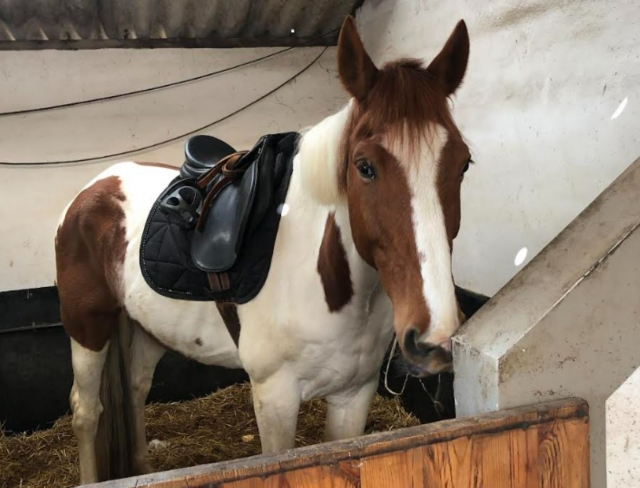  Equipa tu caballo para tu paseo 