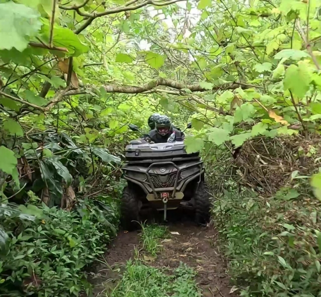  在留尼汪岛茂密的森林中 