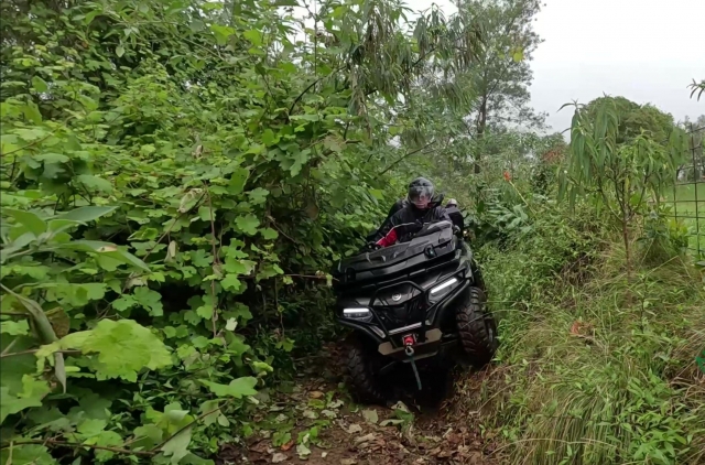  圣保罗接壤的森林中茂密的植被