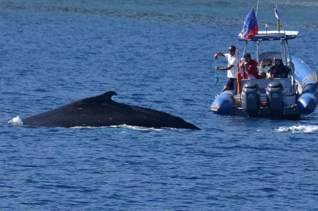  Osservazione di una balena in mezzo all'Oceano Indiano 