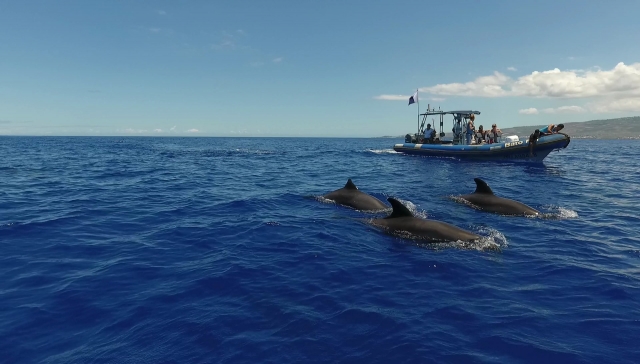  Barco cerca de los delfines 