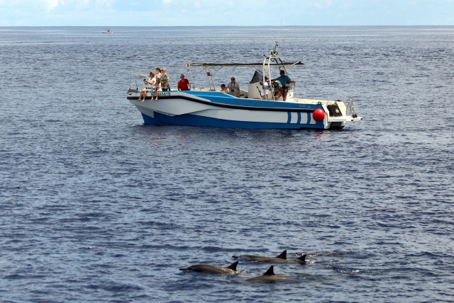  Salida de Saint-Paul para descubrir los delfines 