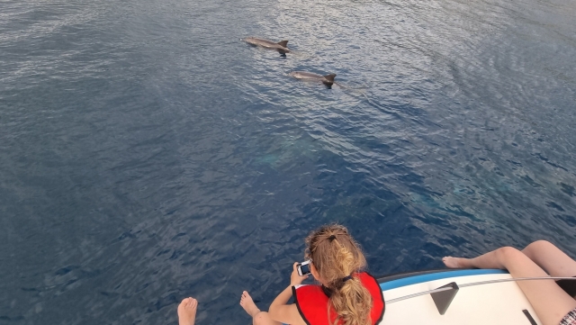  La observación de delfines es una actividad aún más fascinante para los niños
