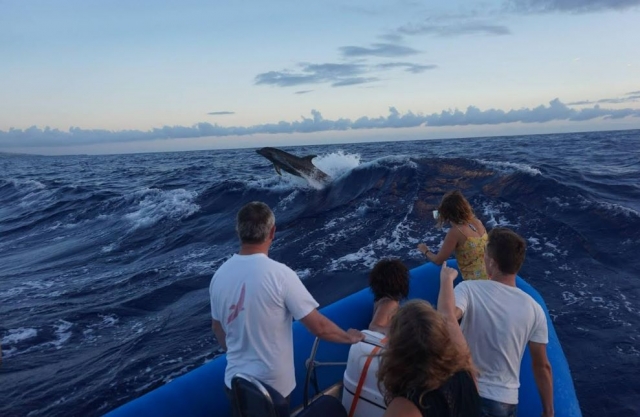 Sessione di osservazione dei cetacei a Saint-Paul 