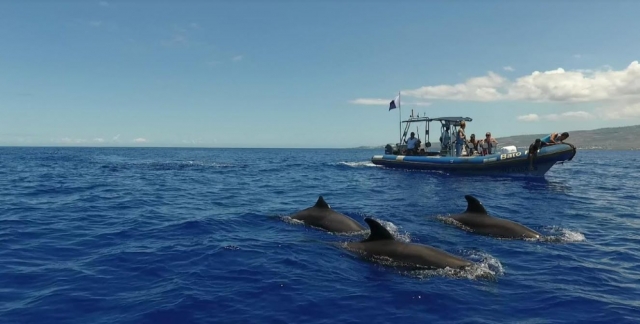 Partez à l'aventure en bateau pour découvrir la faune maritime