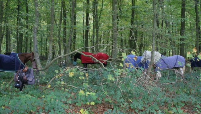  Our horses are waiting for you for a horseback riding trip 