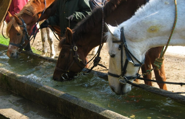  Our horses are educated with love and passion 