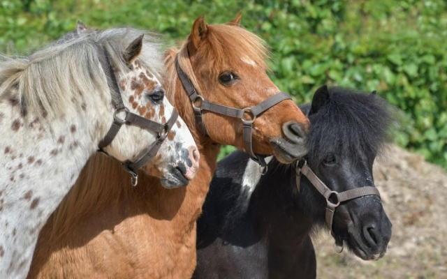 Wählen Sie Ihr Pony für Ihren Reitausflug 
