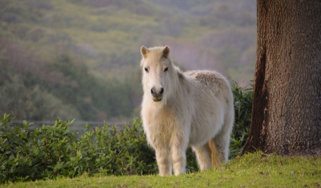  Pony für einen unterhaltsamen Ausritt in den Pyrenäen 