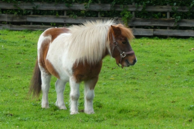  Ponyreiten mit einem Lehrer 