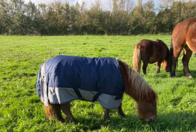  Scegli il tuo pony per il tuo equitazione escursione a Montgivray 
